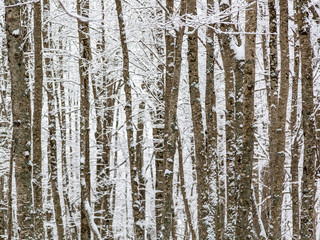 Fototapeta premium Particolare dei Faggi con neve. Faggeta dell’Aschiero - Prati di Tivo, Gran Sasso
