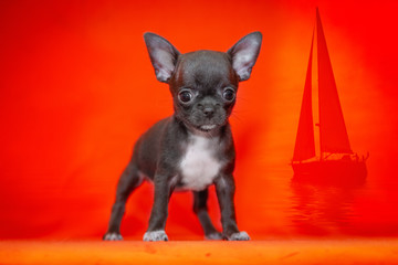 White puppy Chihuahua on the beautiful beach.Sunset.
