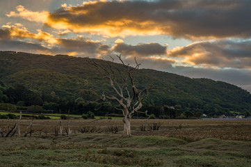 A tree trunk in the evening light over the Porlock Marshes, Somerset, England, UK