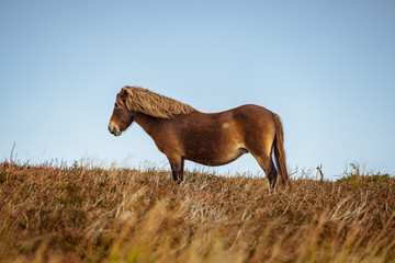 Obraz na płótnie Canvas Wild Exmoor Ponies, seen on Porlock Hill in Somerset, England, UK