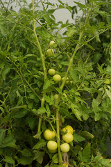 green farm rustic fresh tomatoes grow on a branch of a bush