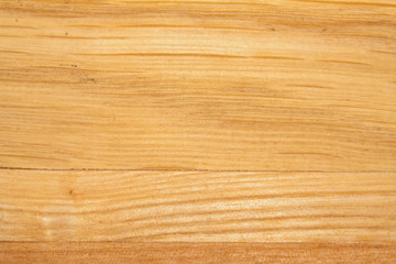 old tree as background