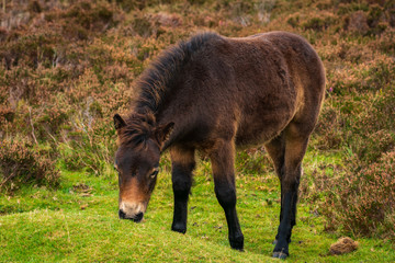 Wild Exmoor Ponies, seen on Porlock Hill in Somerset, England, UK