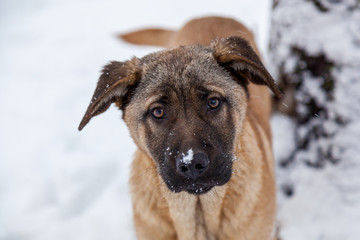 Stray dogs in the winter outside