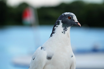 portrait of a beautiful pigeon