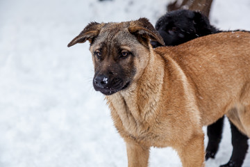 Stray dogs in the winter outside
