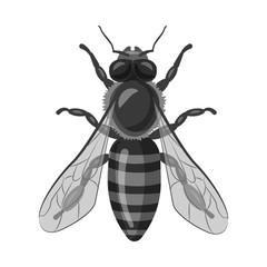 Isolated object of insect and fly logo. Collection of insect and element vector icon for stock.