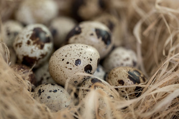 Obraz premium Quail eggs in a straw nest. The symbol of the Easter holiday. Protein food and vitamin.