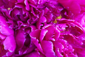 Close up pink peony flowers background