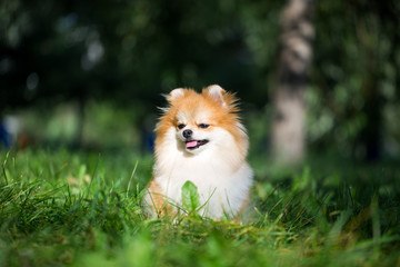 Beautiful pomeranian spitz orange color. Nice friendly dog pet on bright green grass in the park in the summer season.