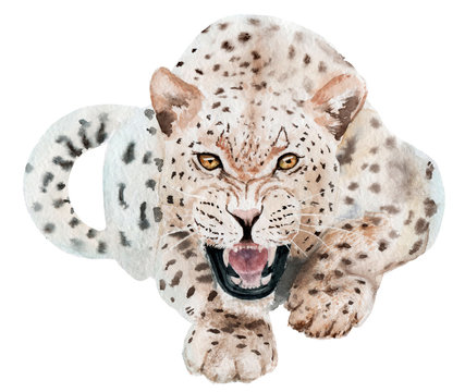 watercolor drawing animal leopard, aggressive, teeth, sketch