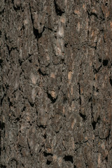 Bark of Pine Tree. Pine bark texture background with good structure.