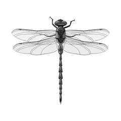 Vector illustration of insect and fly sign. Set of insect and element stock vector illustration.