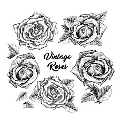 Roses hand drawn vector illustration. Black and white rosebuds ink pen cliparts. Floral outline drawings set. Flower sketches with vintage roses lettering. Isolated floral engraving design elements - obrazy, fototapety, plakaty