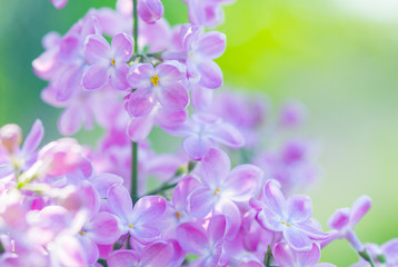 Fototapeta na wymiar Beautiful flowers lilac