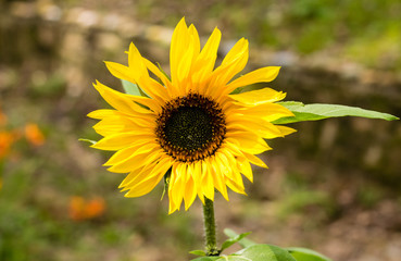Sunflower with leaf