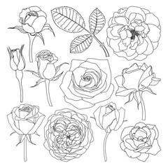 Vector set of isolated roses outlines. Hand drawn flower illustrations on white background. Floral elements collection.