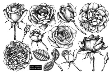 Collection of roses - flowers, buds, leaves drawings. Vector floral sketches set. Hand drawn botanical illustrations. Summer design elements. 