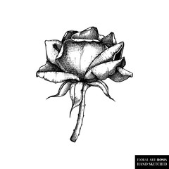 Rose botanical illustration. Hand drawn flower sketch. Black and wite style floral drawing. Hign detailed vintage plant 