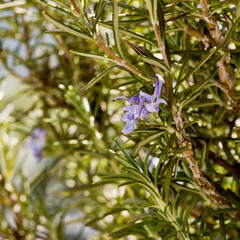 Flowering rosemary plant