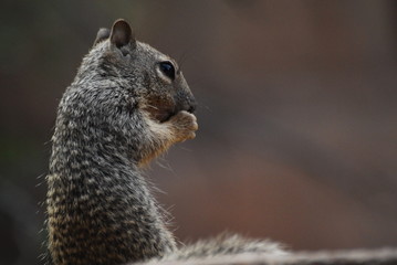 squirrel eating nut