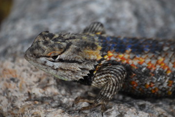 Desert Spiny Lizard Arizona