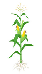Maize plant isolated on white background with yellow corncobs, green leaves and roots vector illustration in flat design.