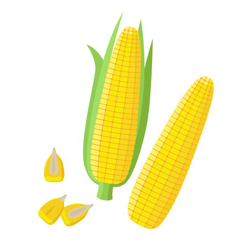Corn ear, Ripe corn cobs, corn seeds, grains vector illustration in flat design isolated on white background. Peeled maize, piece and seeds.