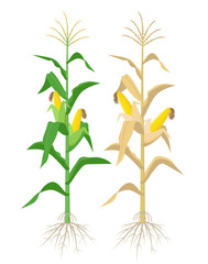 Ripe Maize plants isolated on white background with yellow corncobs vector illustration in flat design. Mature corn plant with ears on a stalk.