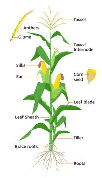 Maize plant diagram, infographic elements with the parts of corn plant, anthers, tassel, corn ears, cobs, roots, stalks, silk, flowering, seeds, fruits. Vector encyclopedic illustration flat design.