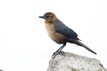 Fototapeta premium Female Boat-tailed Grackle perched on a rock - Florida