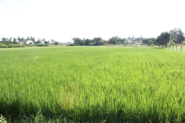 Obraz na płótnie Canvas Rice field green grass 