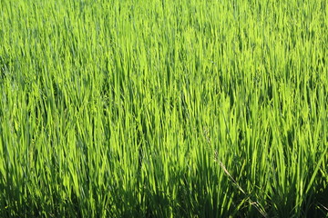 Rice field green grass 
