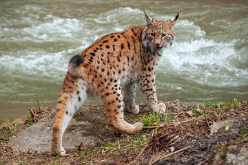 Eursian lynx near water stream looking behind itself. Endangered mammal predator persecuted in natural environment.