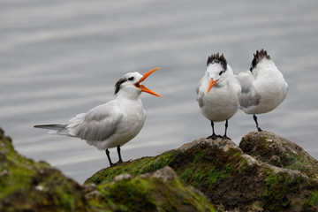 Royal Terns in winter plumage - Florida