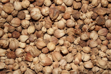 Dried Herbs,Amomum krervanh Pierre,Siam Cardamom, Best Cardamom, Clustered Cardamom, Camphor Seed,Zingiberaceae