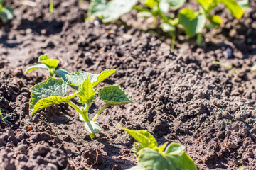 cucumber seedlings on the ground