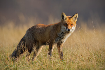 Red fox, vulpes vulpes, in autumn with blurred dry grass in background. Close-up of predator looking for a prey. Wildlife scenery with wild animal in nature.