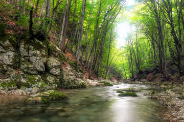 Obraz premium Rzeka głęboko w górskim lesie. Kompozycja natury