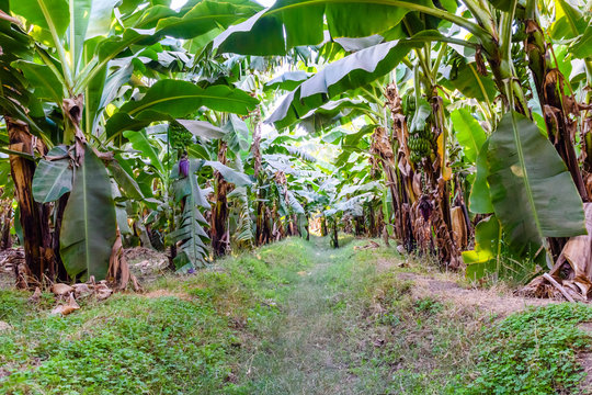 Plantation of the green banana trees on summer