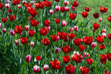 field of red and white tulips. spring flowers on sunny day