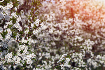 Fototapeta premium apple orchard tree branch with flowers spring season