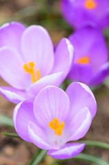 Early spring Crocus (Crocus vernus 'Remembrance') in the garden.