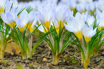 Early spring crocus flowers (Crocus chrysanthus 'Blue Pearl') in the garden.