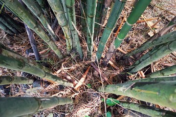 Top view of bamboo on dry leaf as a background, Abstract leaves texture, space for your text, Ecological Concept