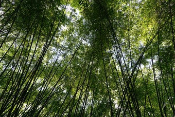 Looking up of bamboo forest with sunlight as a background, Abstract leaves texture, Natural green wallpaper, Ecological Concept, 