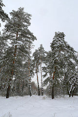 pine trees in winter forest