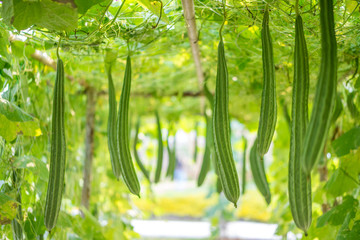 Fresh Luffa acutangula or Angled gourd in a vegetable garden, ready to harvest.