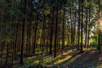 Fototapeta premium Piękny letni las