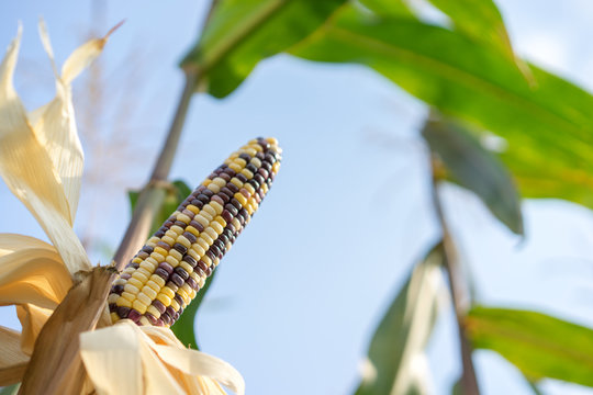 Closeup of ears of mature Indian corn, also called flint or calico corn in organic corn field.